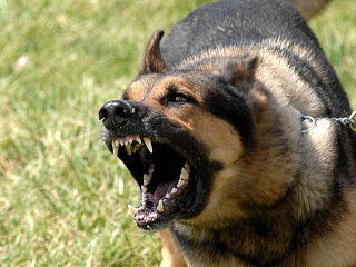В Горно-Алтайске выявлен случай бешенства у собаки.