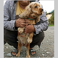 26 сентября чипировать своих собак смогут жители микрорайонов «Байат» и «Поселок Афганцев»