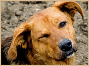 В Горно-Алтайске продолжается борьба с безнадзорными животными