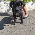 Более 100 собак чипировано в Горно-Алтайске