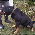 17 октября чипировать своих собак смогут жители микрорайонов «Мелиорация» и «Поселок»