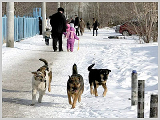  «Горячая линия» по проблеме бродячих собак работает  в Горно-Алтайске
