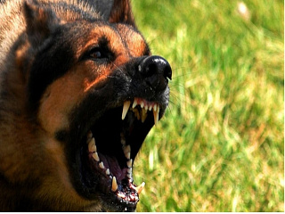Случай бешенства у собаки выявлен в Горно-Алтайске