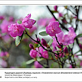 29 ноября начала работу фотовыставка «Цветковые растения Алтайского заповедника»