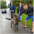 Ещё 25 собак чипировали в Горно-Алтайске