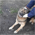 24 октября чипировать своих собак смогут жители микрорайонов «Бочкаревка» и «Лесхоз»