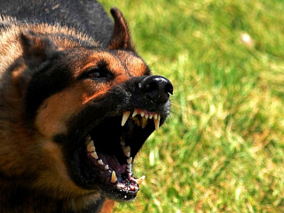 В Горно-Алтайске выявлен один случай собачьего бешенства