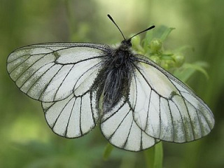 Зарегистрирован массовый лет бабочки-боярышницы