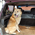 177 собак чипировали в Горно-Алтайске