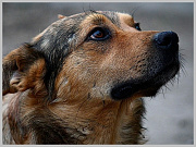 Безнадзорные животные: 182 жителя Горно-Алтайска обратились за помощью из-за укусов животных