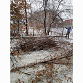 В Горно-Алтайске продолжается уборка поваленных снегопадом деревьев