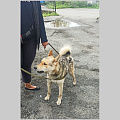 В Горно-Алтайске продолжается чипирование собак