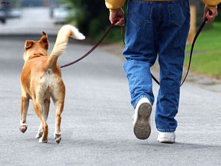 В минувшем году в городе собаки покусали 210 человек 
