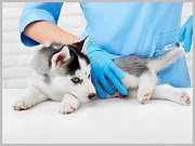 Вакцинация против бешенства и бесплатное чипирование собак проводятся в микрорайонах города