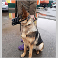 В Горно-Алтайске завершилось выездное чипирование собак
