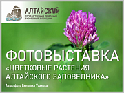 29 ноября начала работу фотовыставка «Цветковые растения Алтайского заповедника»