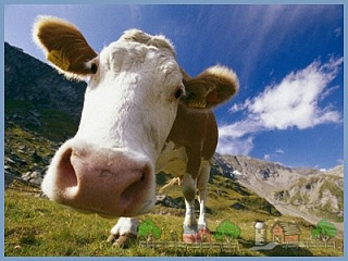Выпас сельскохозяйственных животных на территории Горно-Алтайска запрещен