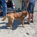 25 собак чипировали в микрорайоне «Кучияк»