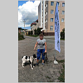 93 собаки чипировано в Горно-Алтайске