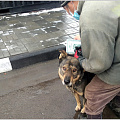 В Горно-Алтайске завершается бесплатное выездное чипирование собак