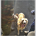 24 октября чипировать своих собак смогут жители микрорайонов «Бочкаревка» и «Лесхоз»