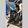 93 собаки чипировано в Горно-Алтайске