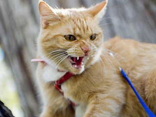 В связи с выявленным фактом бешенства у домашней кошки в мэрии прошло экстренное заседание СПК