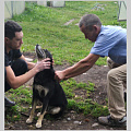 177 собак чипировали в Горно-Алтайске