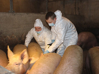 В 15 регионах России зарегистрированы случаи заболевания животных африканской чумой свиней