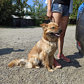 25 собак чипировали в микрорайоне «Кучияк»