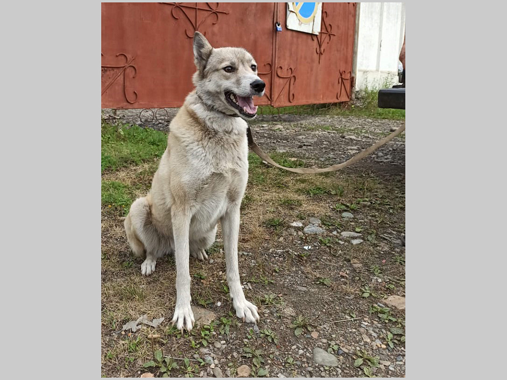 Собака горно алтайск. Пропавшие собаки в Горно Алтайске.