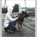 Ещё 25 собак чипировали в Горно-Алтайске