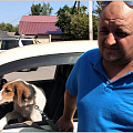 Более 70 собак чипировано в Горно-Алтайске