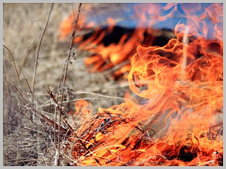 В Горно-Алтайске объявили о начале пожароопасного сезона 