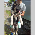 В Горно-Алтайске продолжается чипирование собак